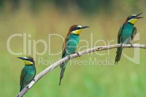 Three Bee-eaters on a branch