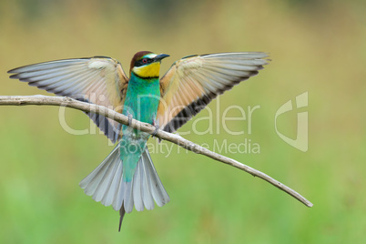 Bee-eater spreading wings