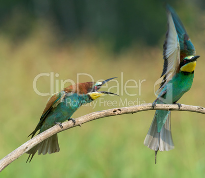 Bee-eater spreading wings