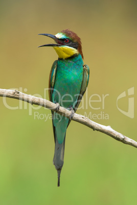 Bee-eater on a branch