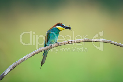 Bee-eater eating an insect