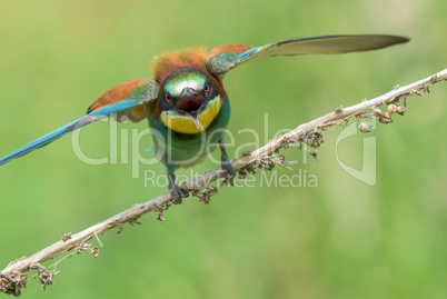 Bee-eater spreading wings