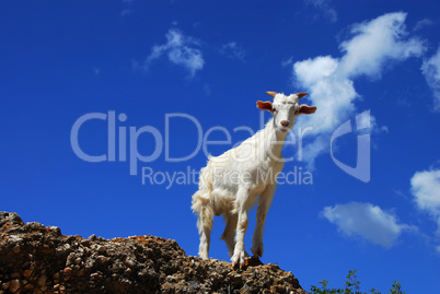 White goat over blue sky