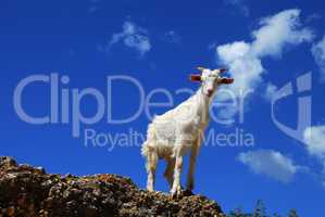 White goat over blue sky