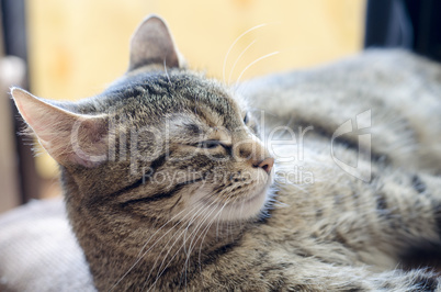 Grey cat laying and sleeping in bed