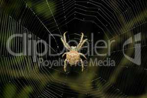 Big spider on the web