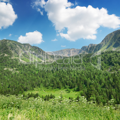 Mountains covered with forest and blue sky
