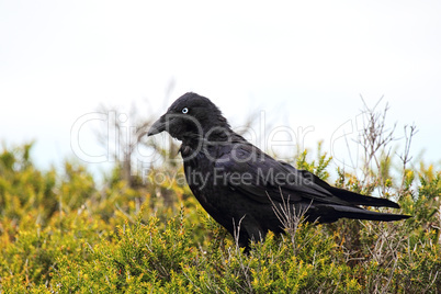 Neuhollandkrähe (Corvus coronoides)