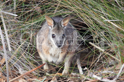 Derbywallaby (Macropus eugenii)