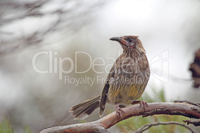 Rotlappen-Honigfresser (Anthochaera carunculata)