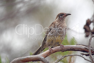 Rotlappen-Honigfresser (Anthochaera carunculata)