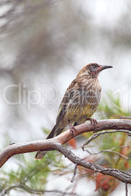 Rotlappen-Honigfresser (Anthochaera carunculata)