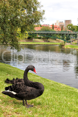 Trauerschwan (Cygnus atratus)