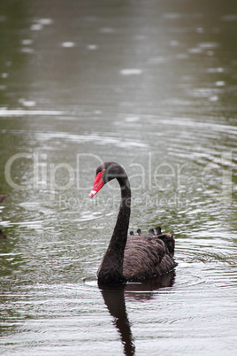 Trauerschwan (Cygnus atratus)