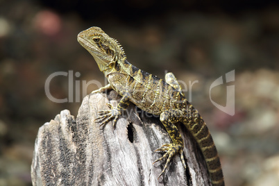 Australische Wasseragame (Physignathus lesueurii)