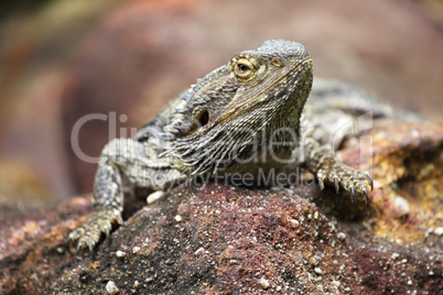 Östliche Bartagame (Pogona barbata)