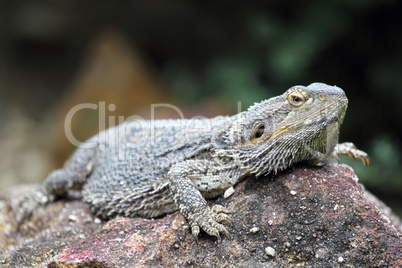 Östliche Bartagame (Pogona barbata)