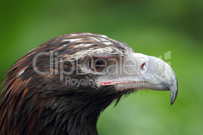 Keilschwanzadler (Aquila audax)