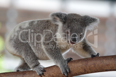 Koala (Phascolarctos cinereus)