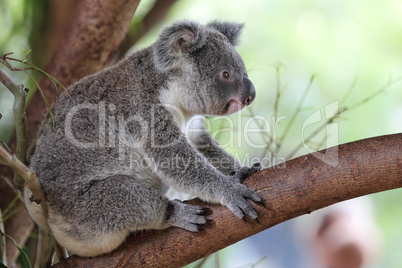 Koala (Phascolarctos cinereus)