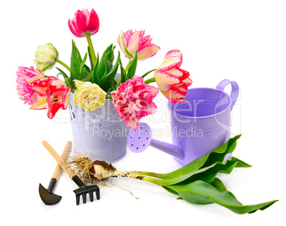 tulips and garden equipment isolated on white background