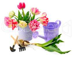 tulips and garden equipment isolated on white background