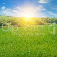 wheat field and sunrise in the blue sky