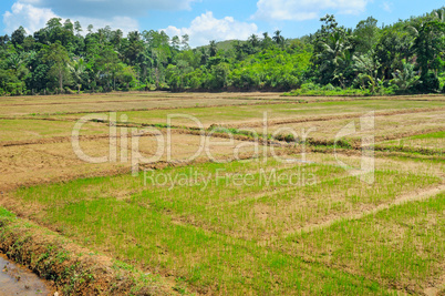 fields with crops of rice Sri Lanka