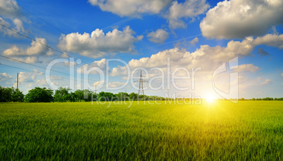 wheat field and sunrise in the blue sky