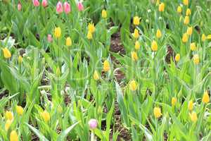 yellow tulip at spring on Earth