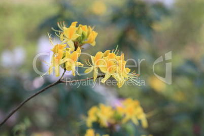 yellow Flowers at spring