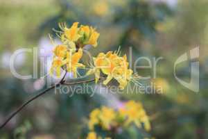 yellow Flowers at spring