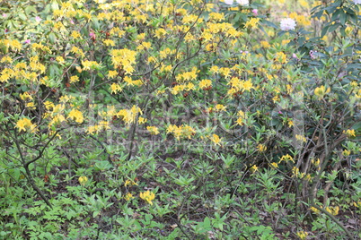 yellow Flowers at spring