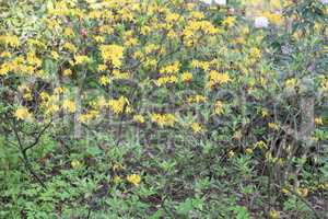 yellow Flowers at spring