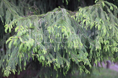 fir tree at day