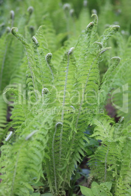 green fern at day