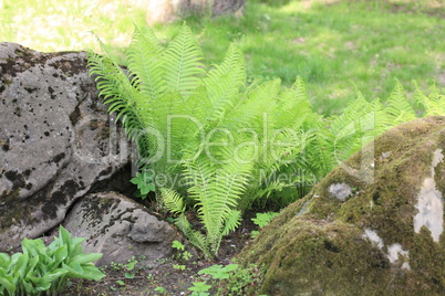 green fern at day