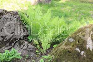 green fern at day