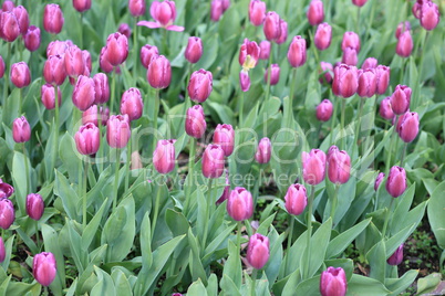 Red Tulip at Spring