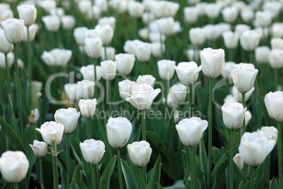 white tulip at spring