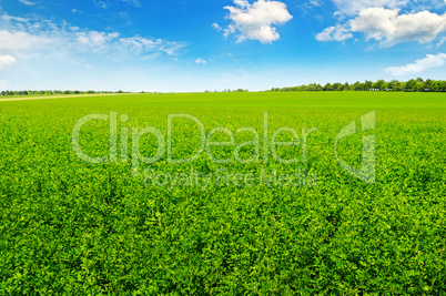 green field and blue sky with light clouds