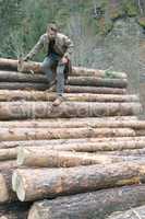 Young men on logs in the forest. Pine trees