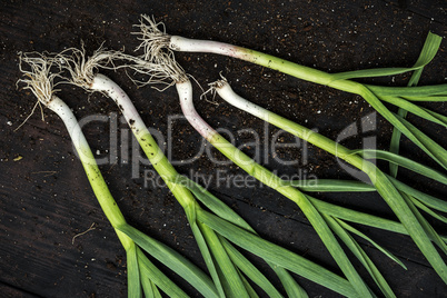 Fresh green garlic