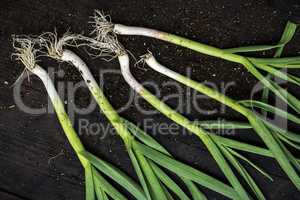 Fresh green garlic