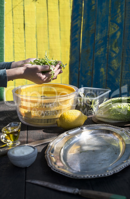 Preparing salad of arugula.