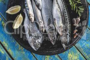 Raw fish. Sea bream, sea bass, mackerel and sardines