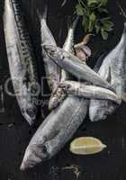 Sea bream, sea bass, mackerel and sardines