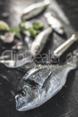 Raw Sea bream fish