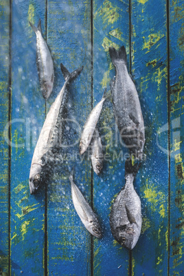 Wash fish. Sea bream, sea bass, mackerel and sardines