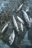 Wash fish. Sea bream, sea bass, mackerel and sardines